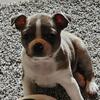 Boston terrier puppies looking for there forever homes.