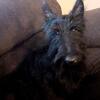 Scottish Terriers