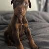 Red and Rust Doberman puppies