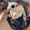 Sugar gliders male/female pairs