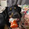 Australian shepherd mix 