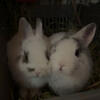Bonded Netherland dwarfs
