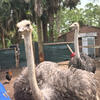 Ostrich 