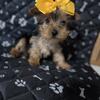 Yorkie puppies available 