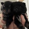 Pomeranian puppies