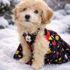 Minature Goldendoodle Puppies