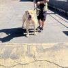 SA Boerbol Pup