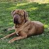 Puppy Dogue de Bordeaux ( French Mastiff )