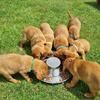 Fox red labrador retriever puppies