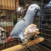 African grey 