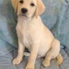 AKC English Labrador Retriever puppies