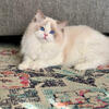 TICA registered Ragdoll kittens - Imported lines