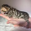 Cashmere Bengal Kittens available (4) boys & girls - Golden Black and brown spotted