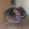 Chinchillas Available!