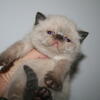 Exotic Shorthair baby boys kittens