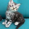 DAHLIA - female Maine Coon kitten , polydactyl , black tabby