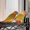 Suncheek Conures