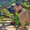 Presa canario at Stud UKC
