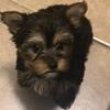 Female Yorkie / Registered C.K.C / shot record