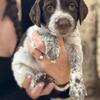 AKC American Brittany pups