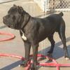 ( Pure Royalty  Majestic  K9''s Cane Corso Foundational Stud Males Iccf/Akc dual registered