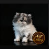 Beautiful CFA registered Persian kitten available 