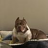 American Bulldog 