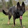 3year old female German Shepherd