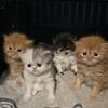 Persian kittens