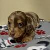 Longhair Mini Dachshunds available !!
