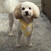 1-Year-Old Male Toy Poodle For Sale! 