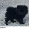 Pomeranian Puppy - only one male left  