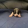 Boston Terrier pups