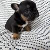 Elite AKC French Bulldog Puppies