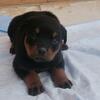 Akc rottweiler puppies 3 males left