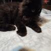 Sweet Doll Face Persian kittens. All kittens rehomed