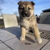 German shepherd mix puppies 