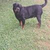 German Rottweiler stud Thor