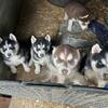 Full blooded husky Puppies for sale