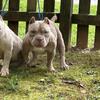 Micro Bully available