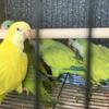 Quaker parrots
