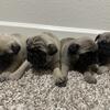 Adorable Pug Puppies Ready for New Homes!