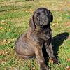 AKC English Mastiff baby girl 