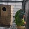 Blue crown conure 