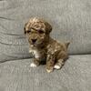 Toy Poodle