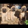 AKC Registered English Mastiffs