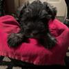 Beautiful AKC Miniature Schnauzer Puppy