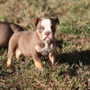 Olde English Bulldog puppies 