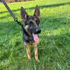German Shepherd 8 month Female