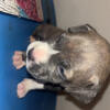 Merle American bullies